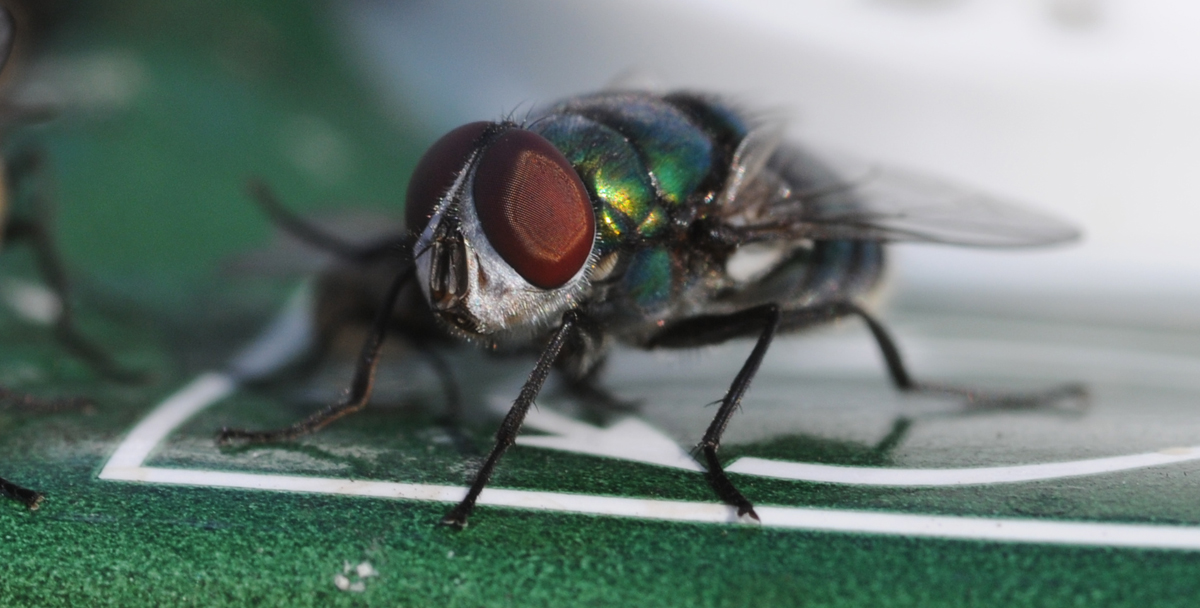 Mosca nel deserto del Qatar