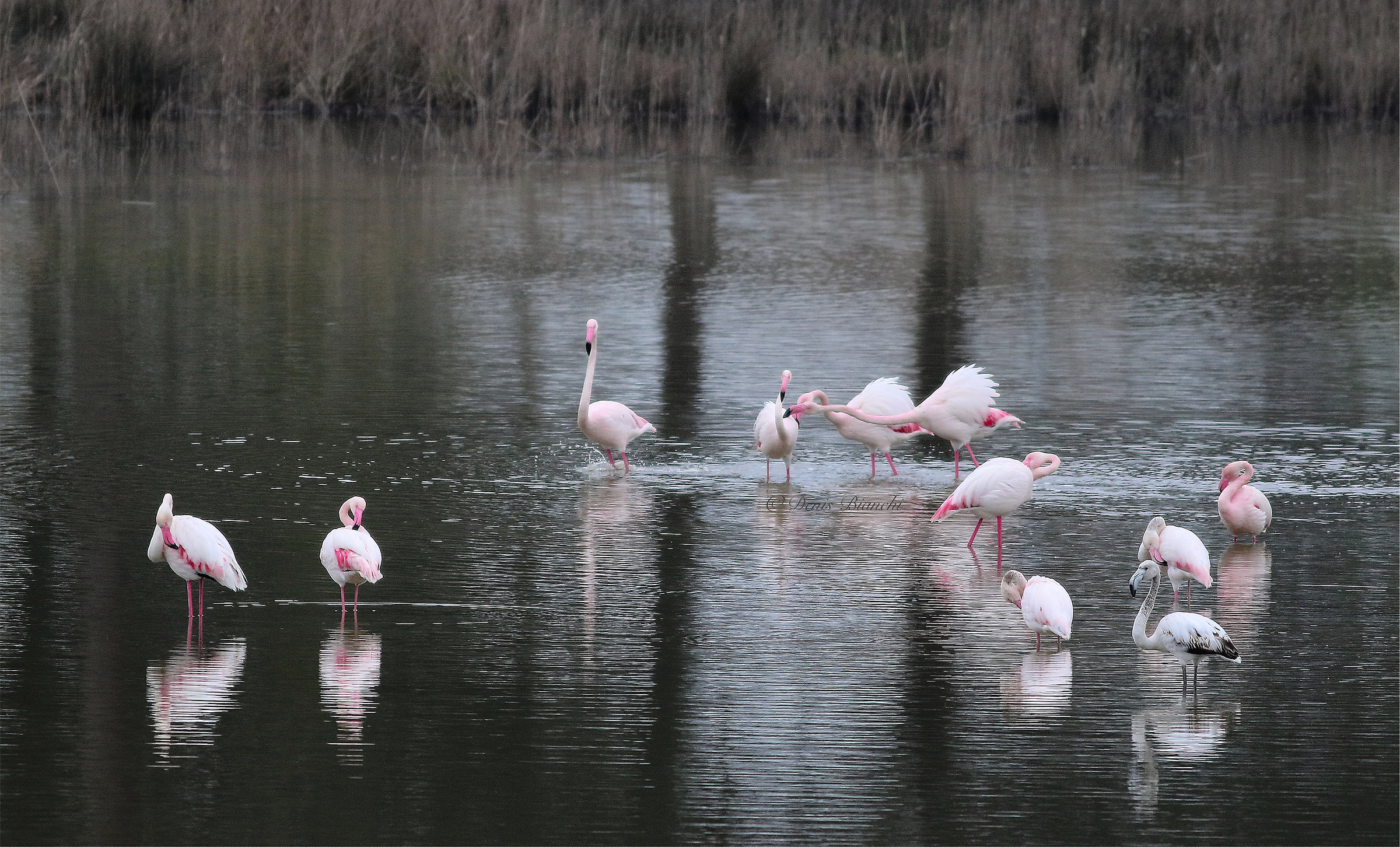 Pink flamingos (Flywheel - Delta del Po)