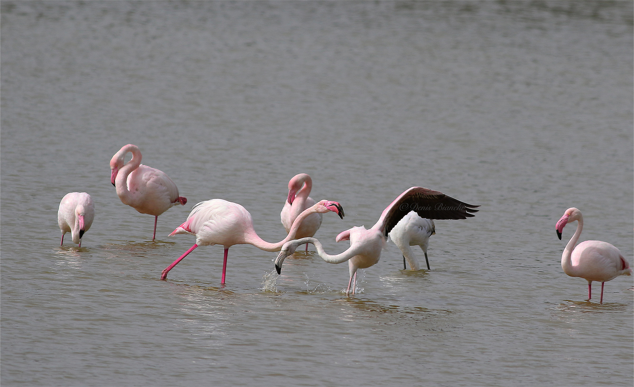 pink flamingos of the Po Delta (Flywheel)