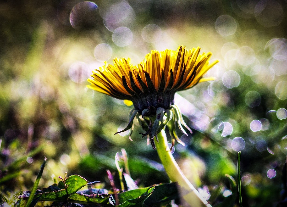 tarassaco,alba sul prato