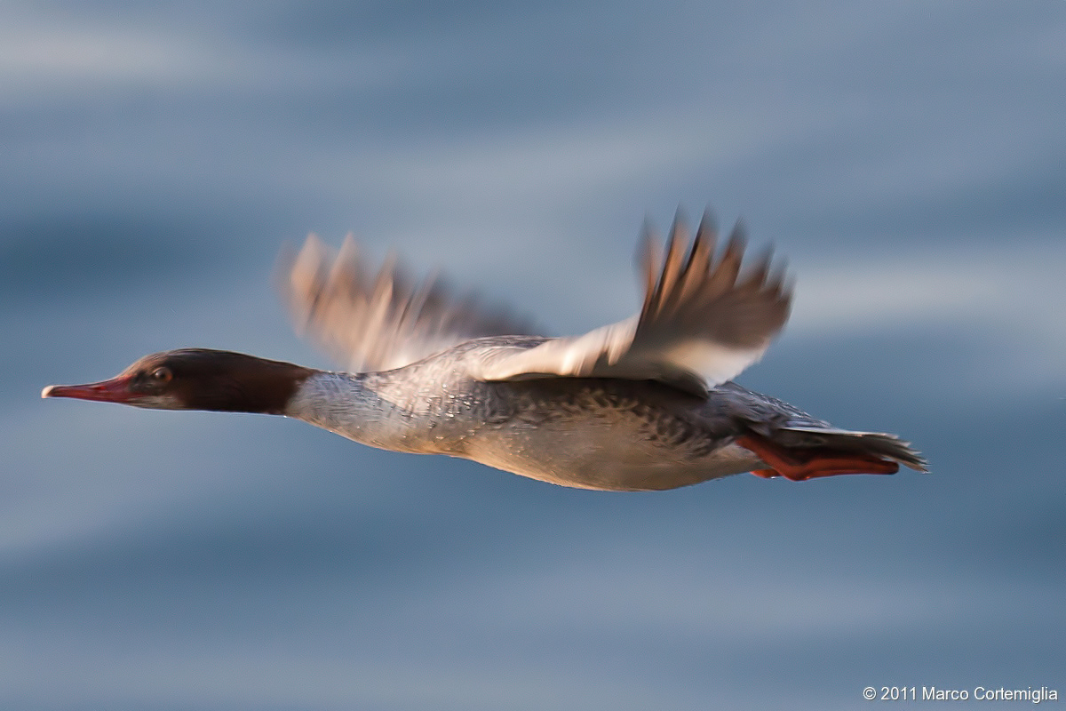 Common Merganser (Mergus merganser)