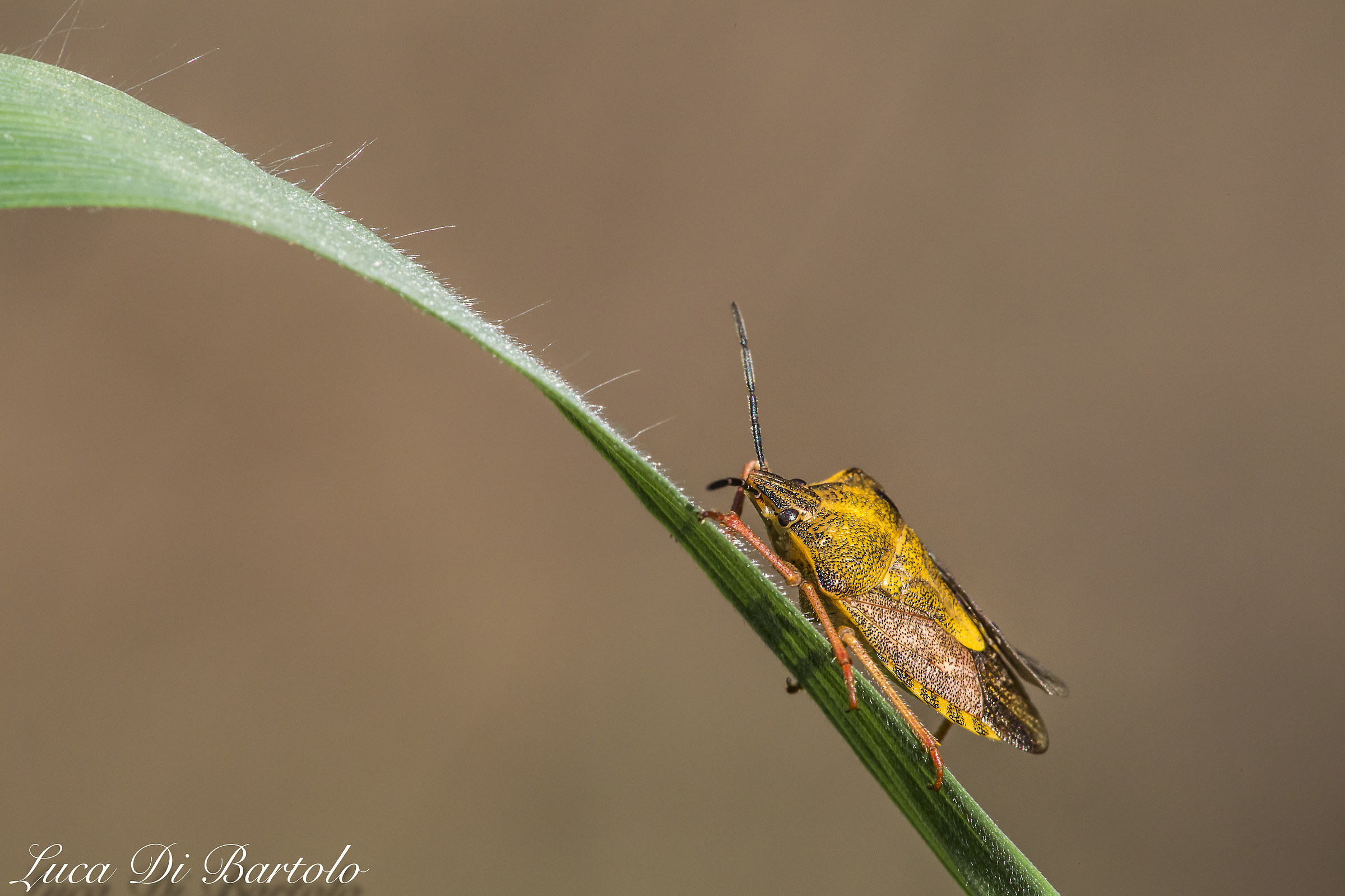 Yellow bug