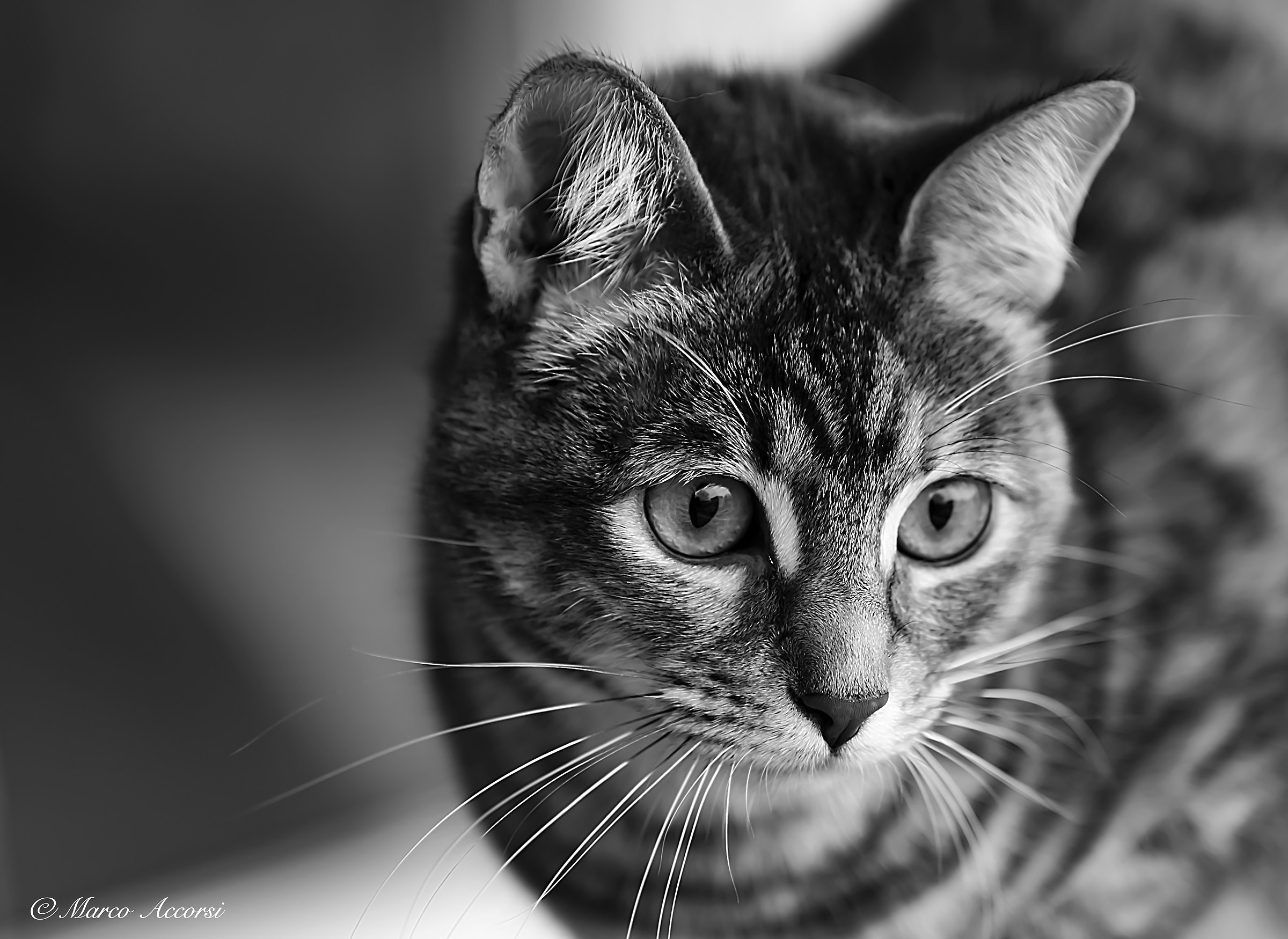 Cosa richiama la mia attenzione?