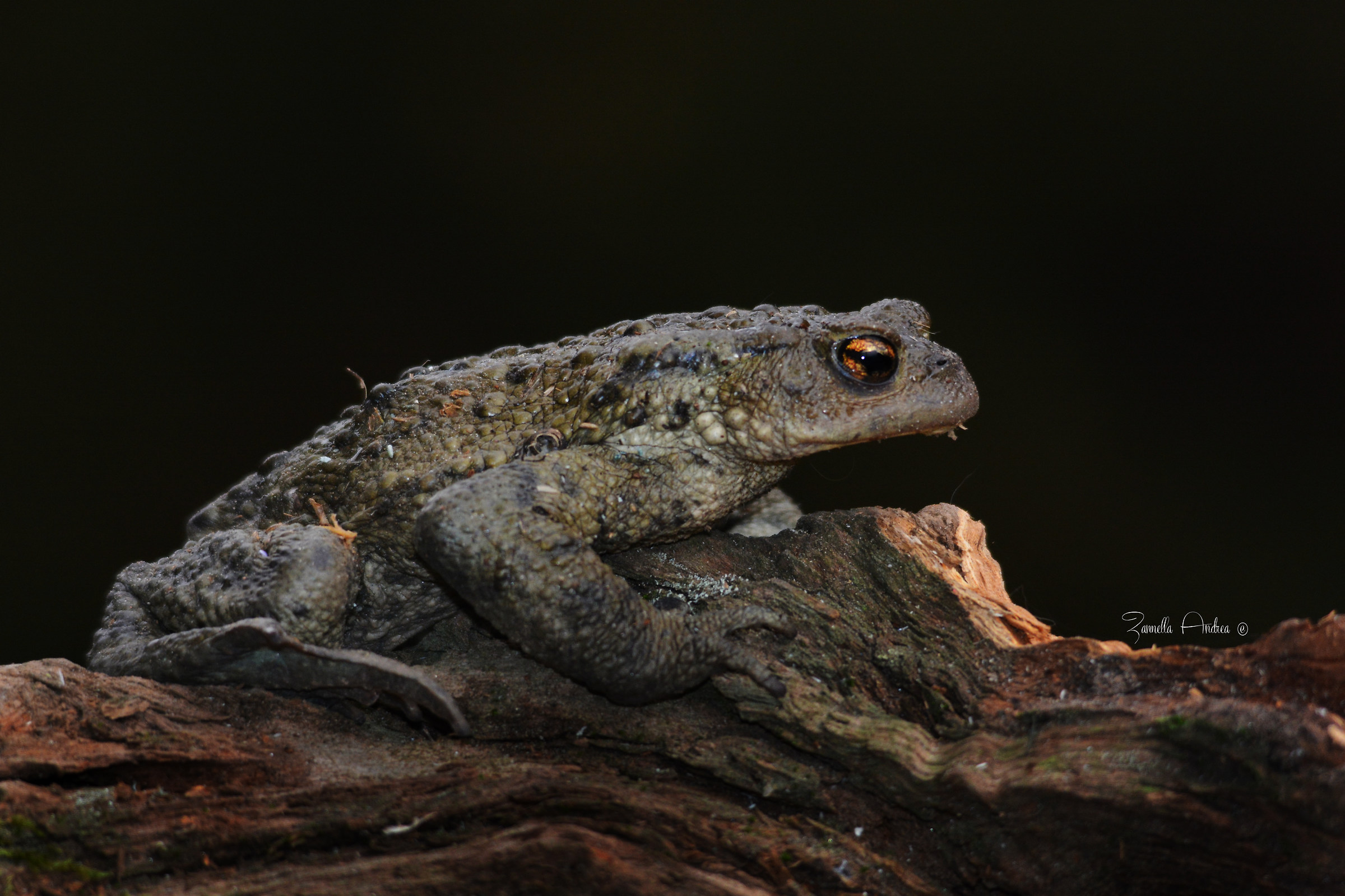 common toad