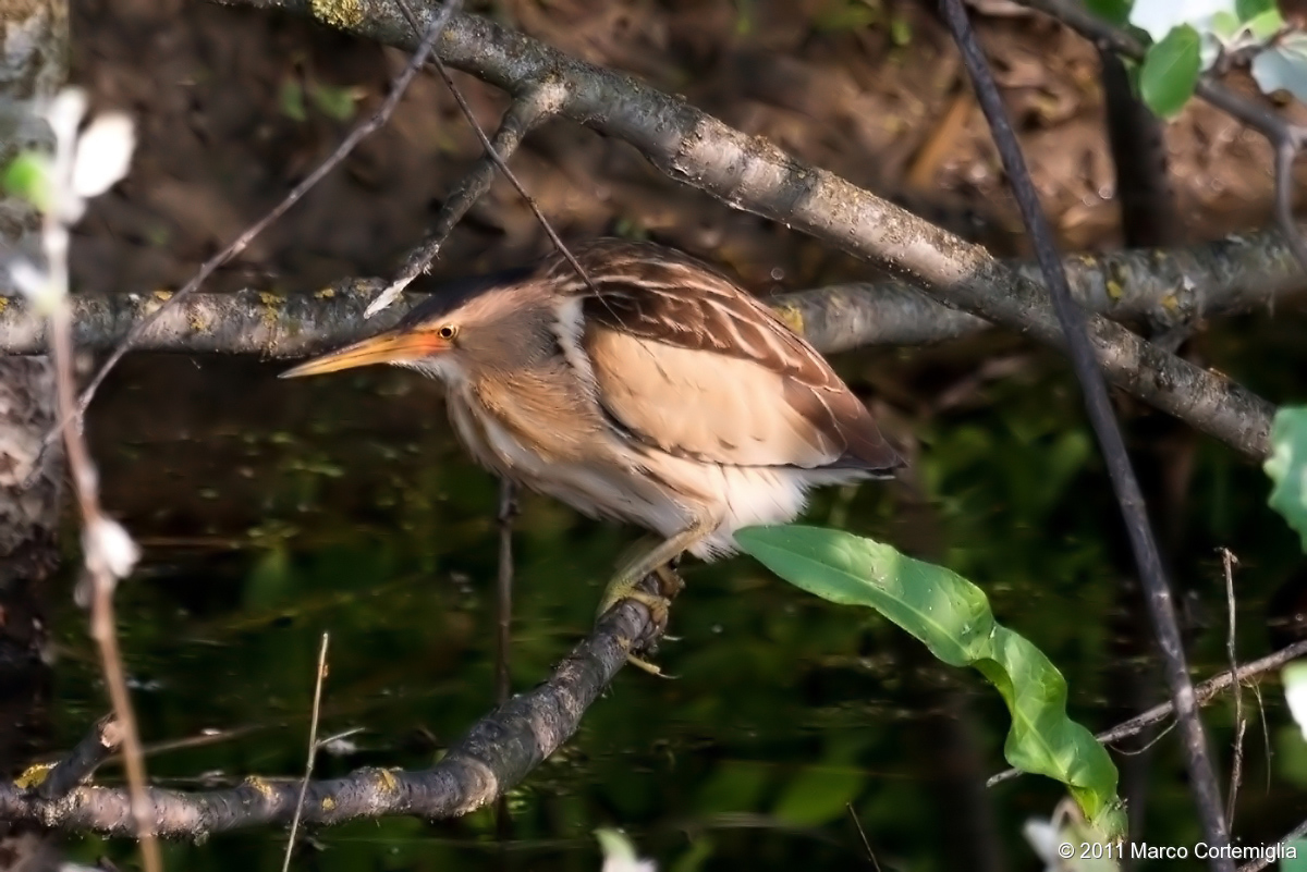 Tarabusino (Ixobrychus minutus)