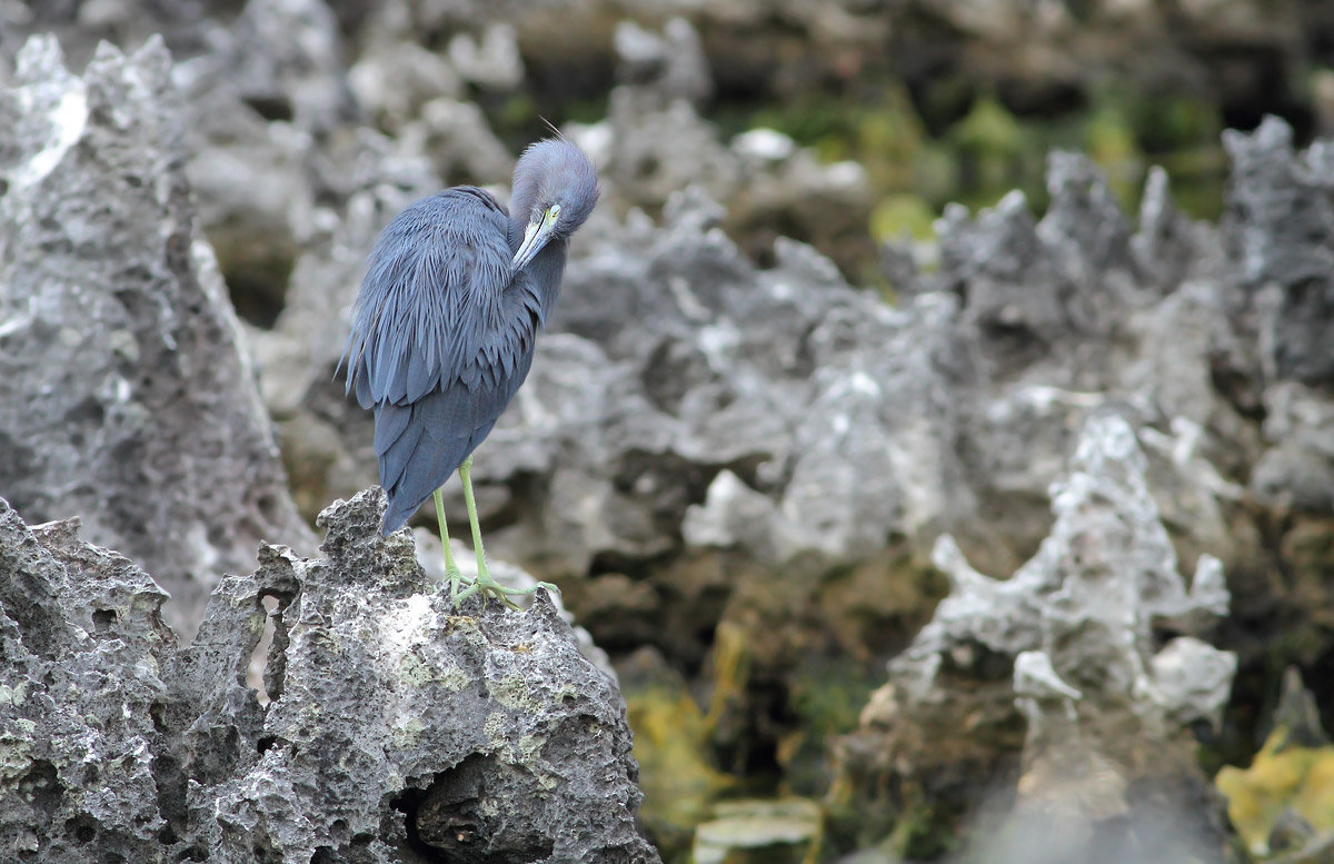 Little Blue Heron