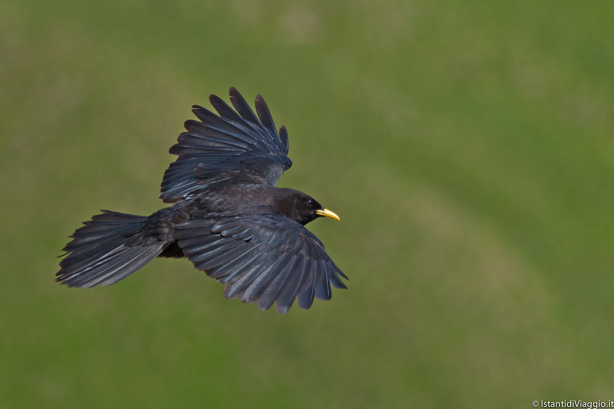 Alpine Chough