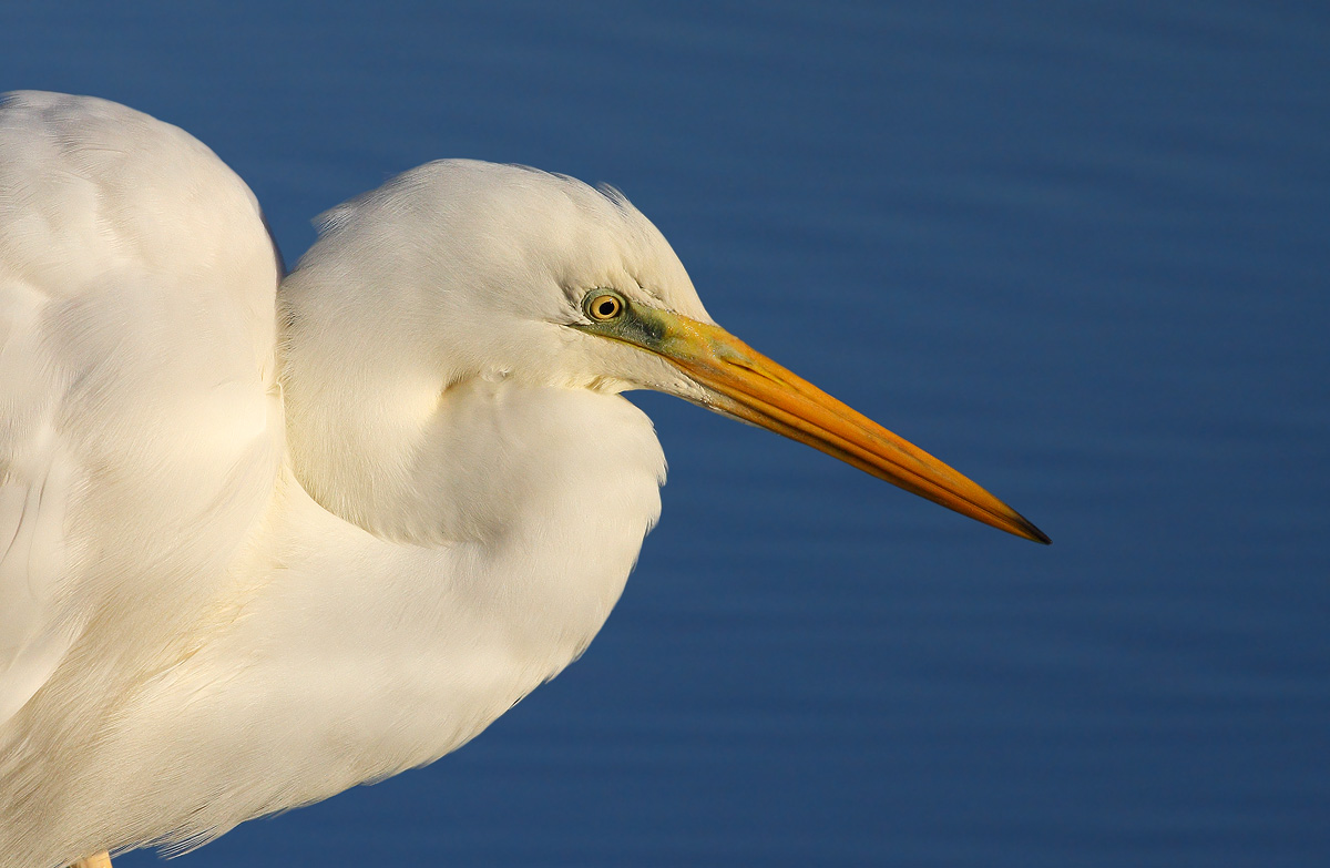 white heron