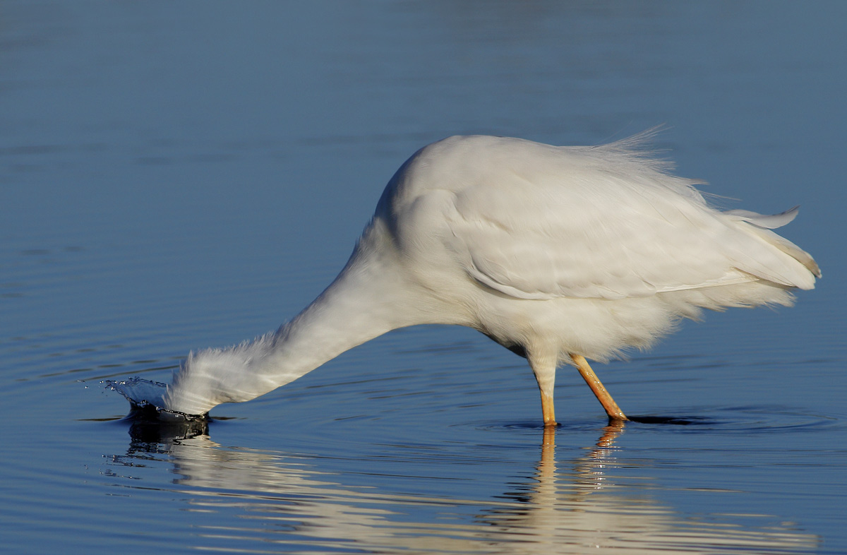 white heron