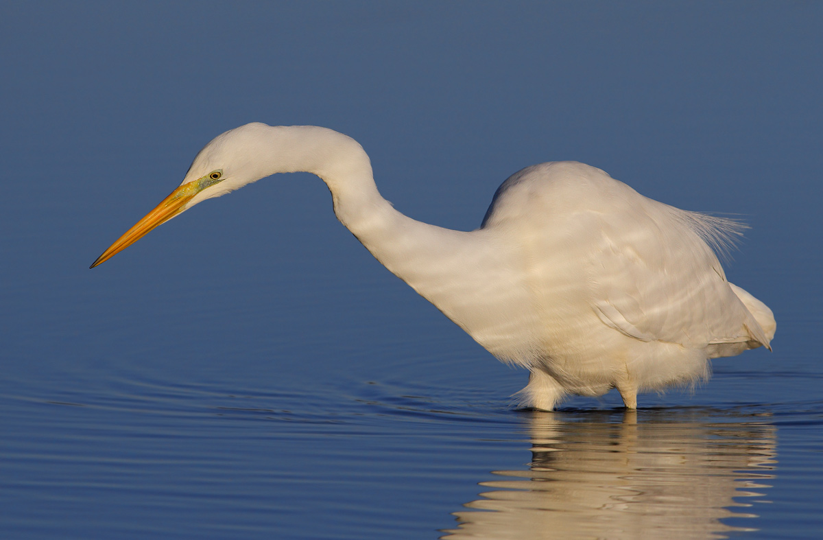 white heron