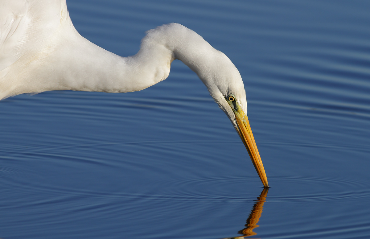 white heron