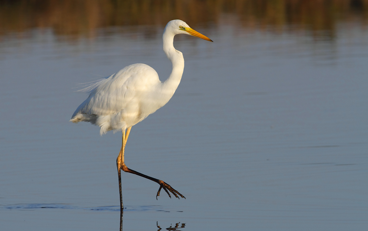 white heron