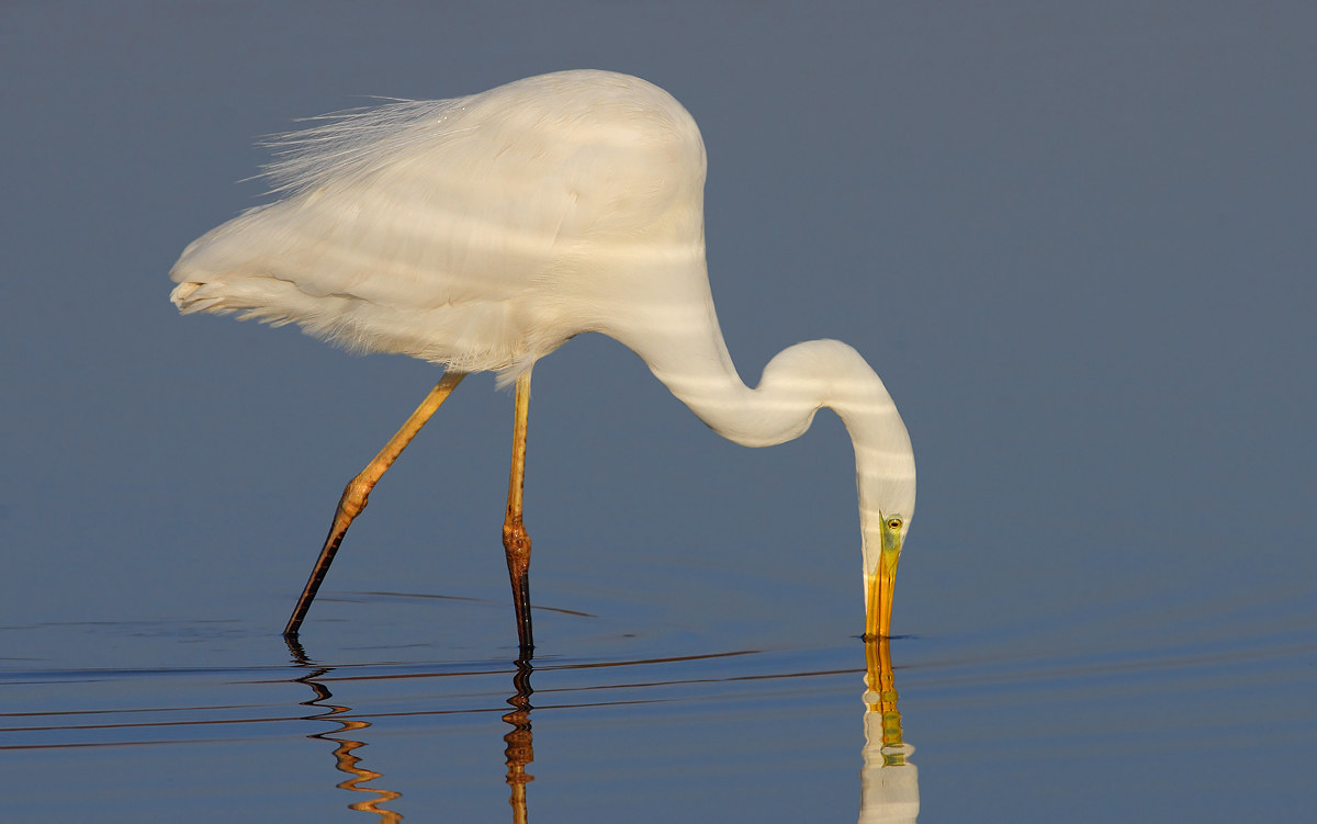 white heron