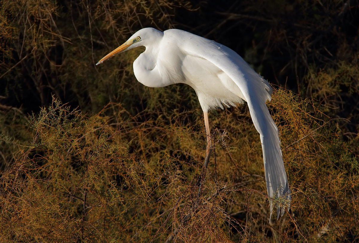 white heron