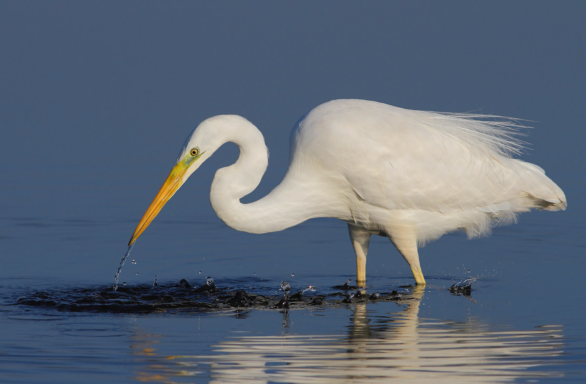 white heron