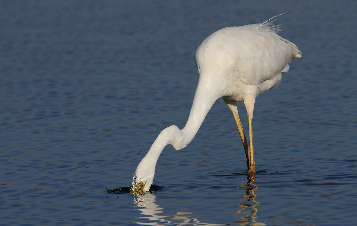 white heron