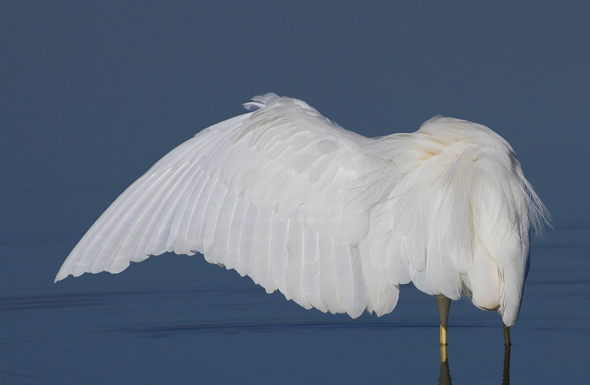 white heron