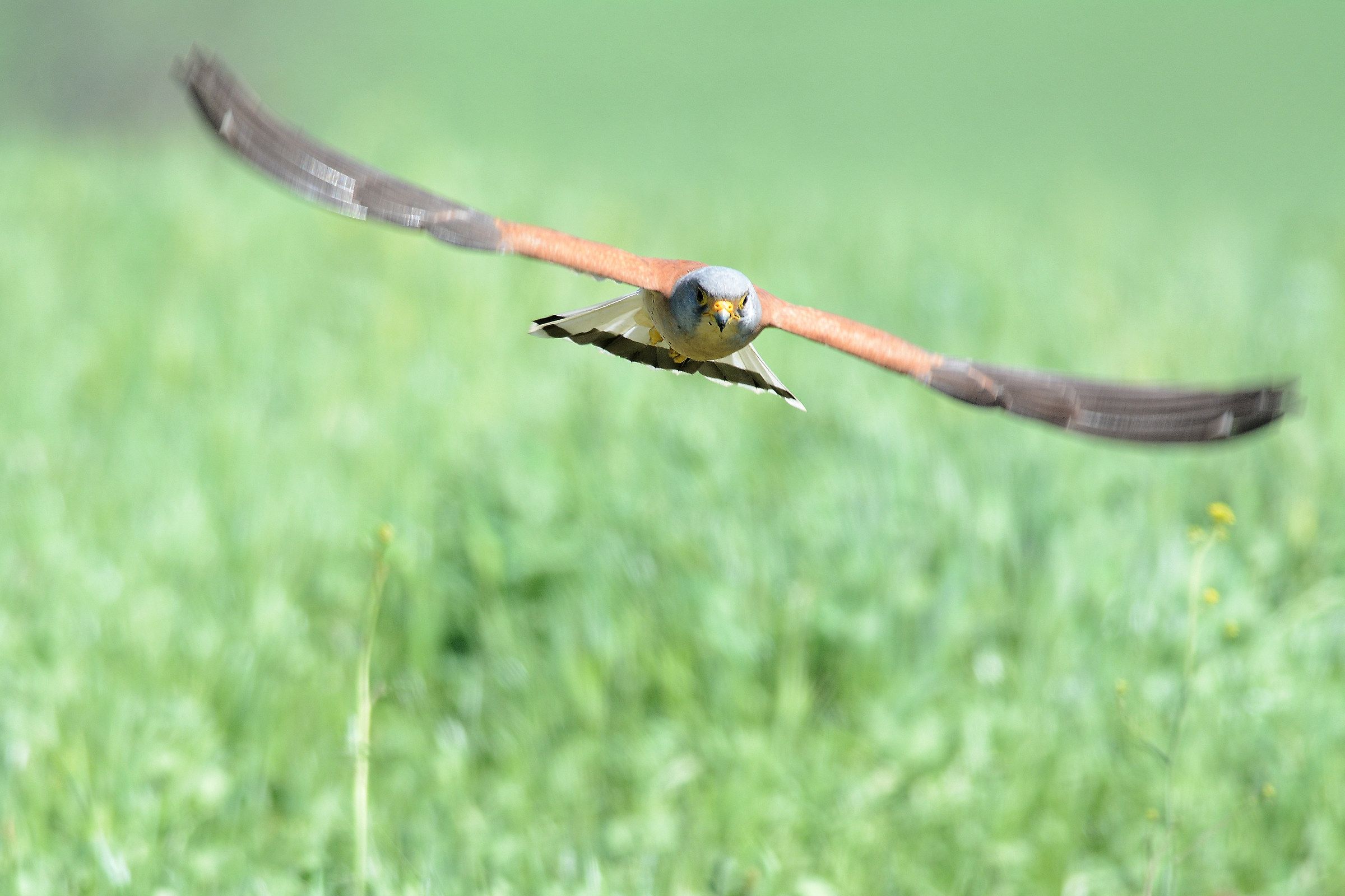 Lesser kestrel