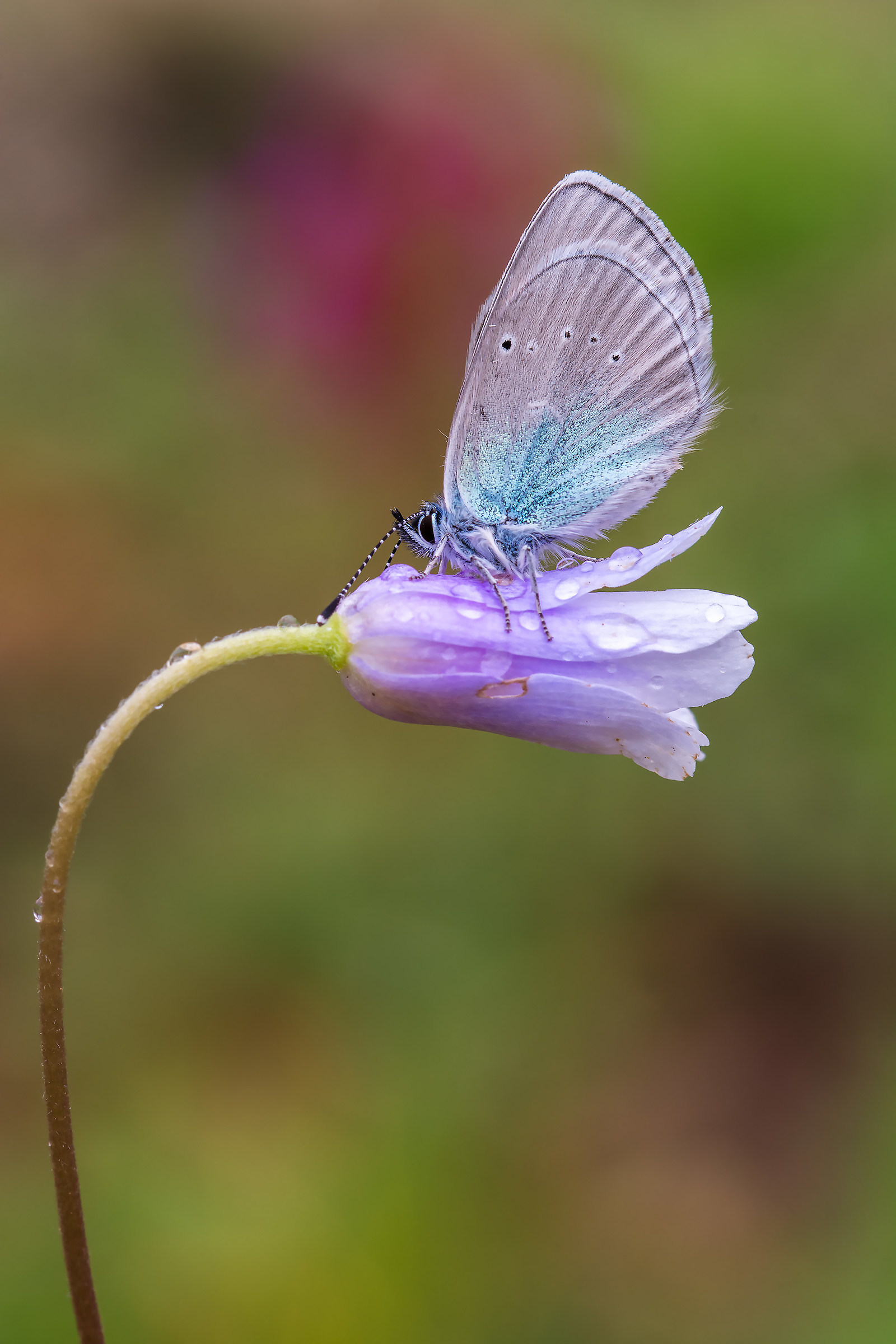 Glaucopsyche (Glaucopsyche) alexis