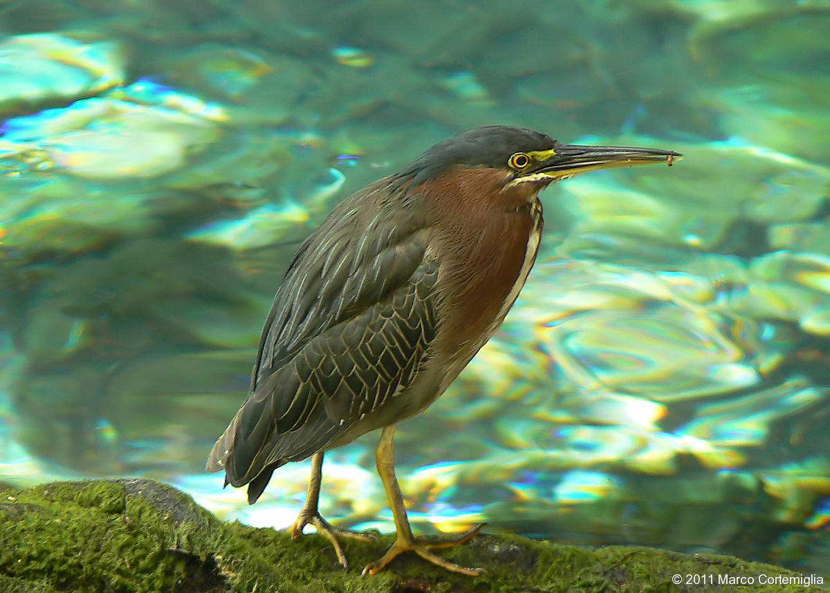 Airone verde (Butorides virescens)