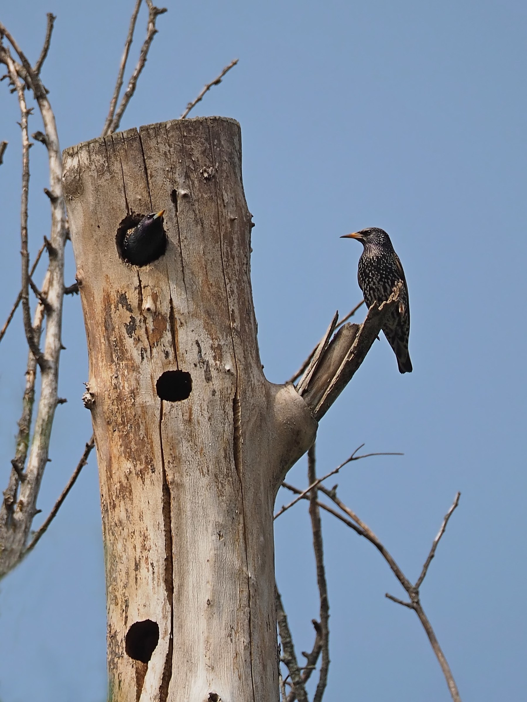The tenant of the attic