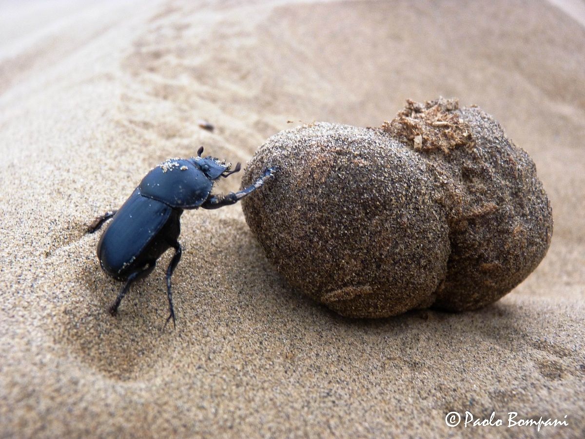 Dung beetle