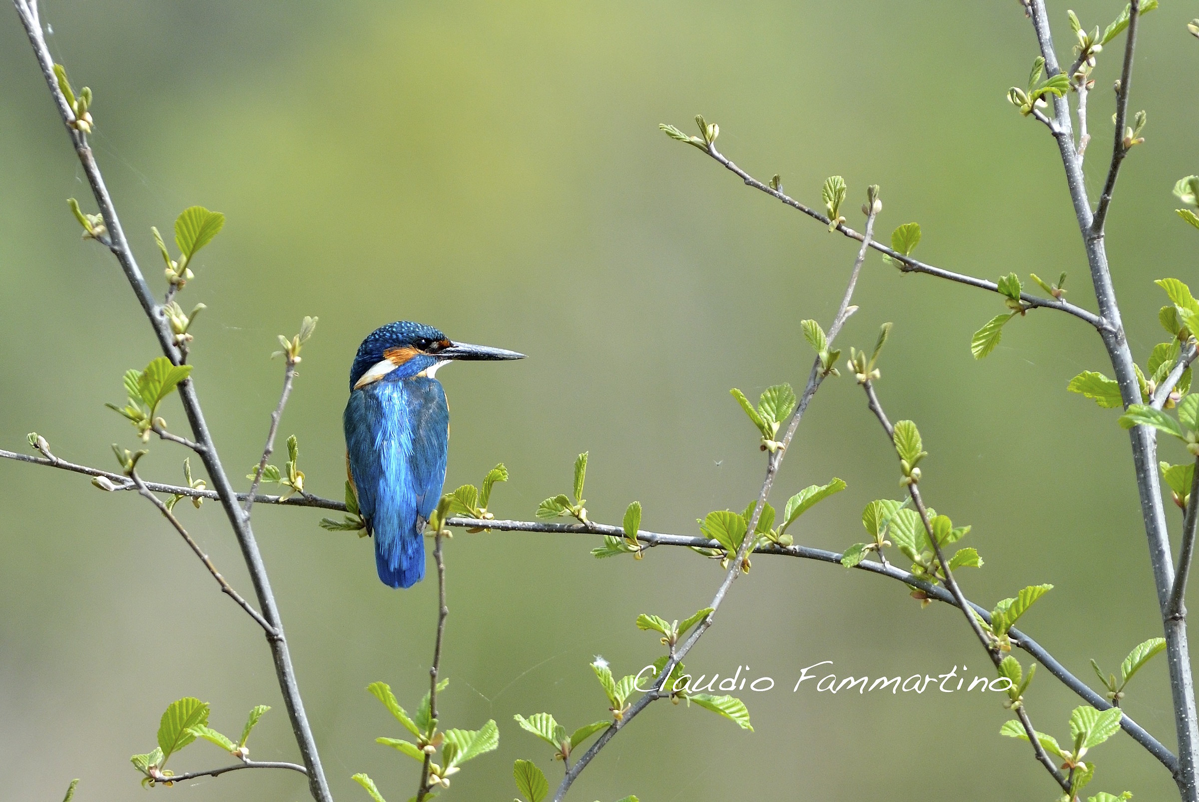 Kingfisher