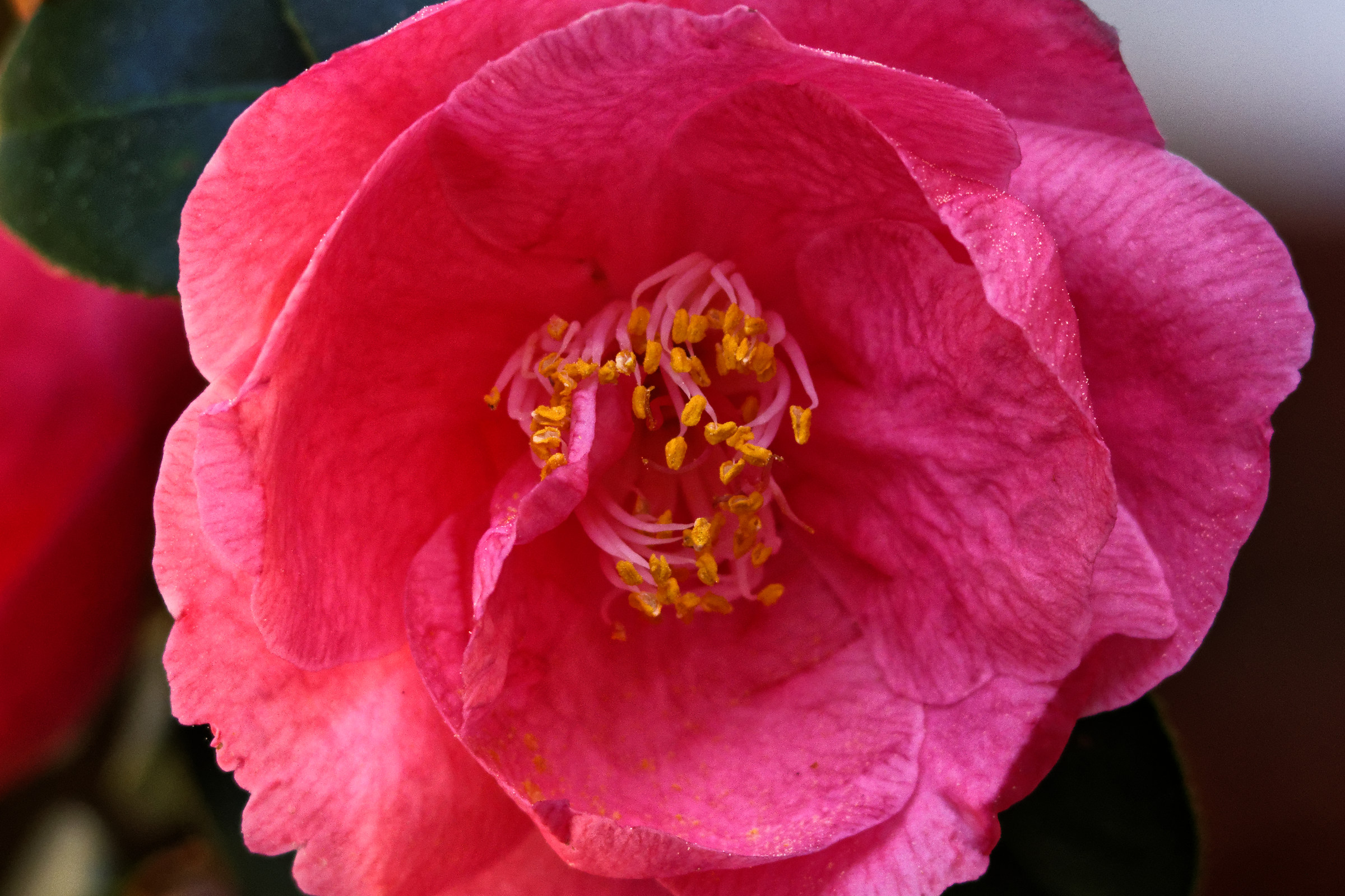 Camellia