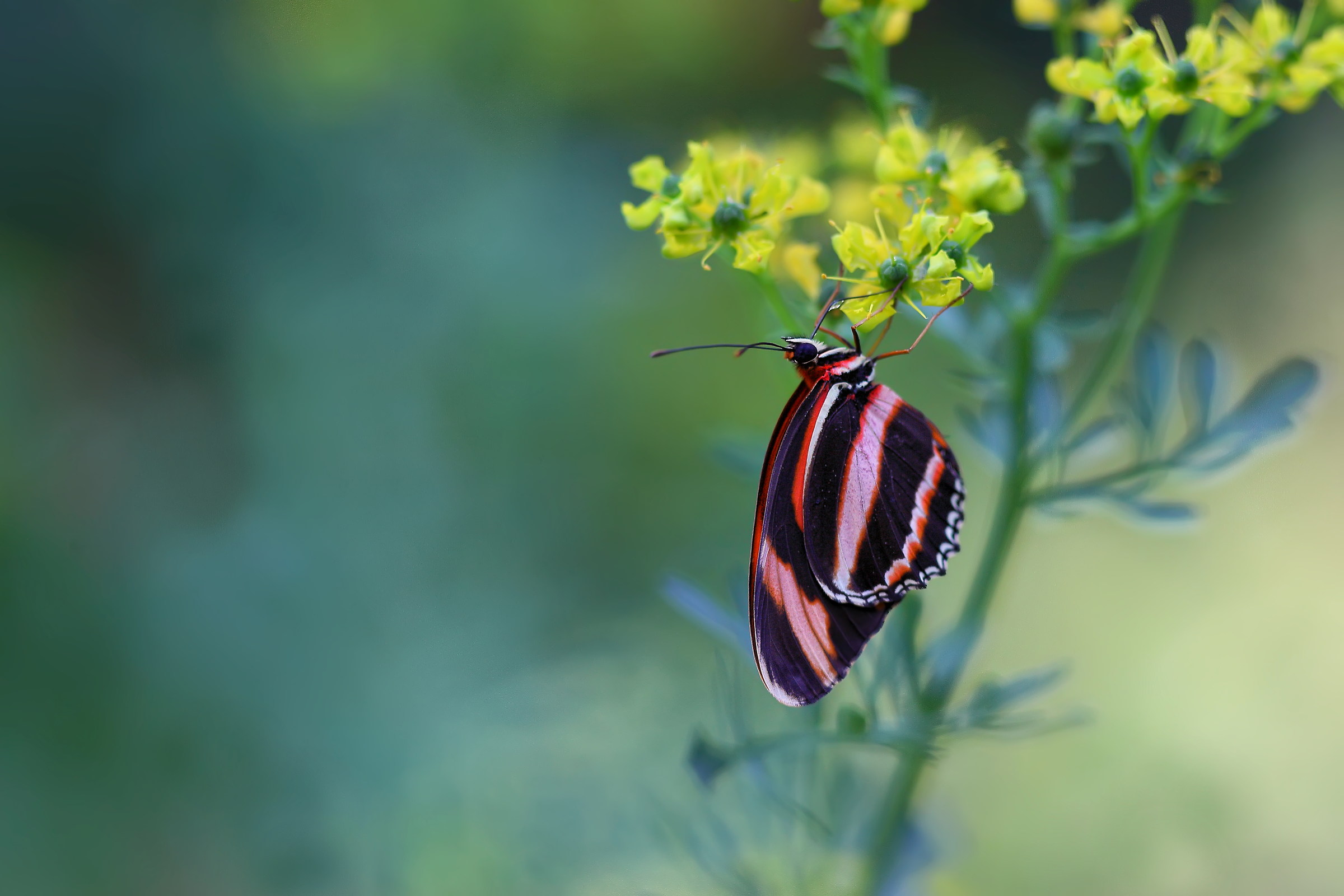 Good morning! little