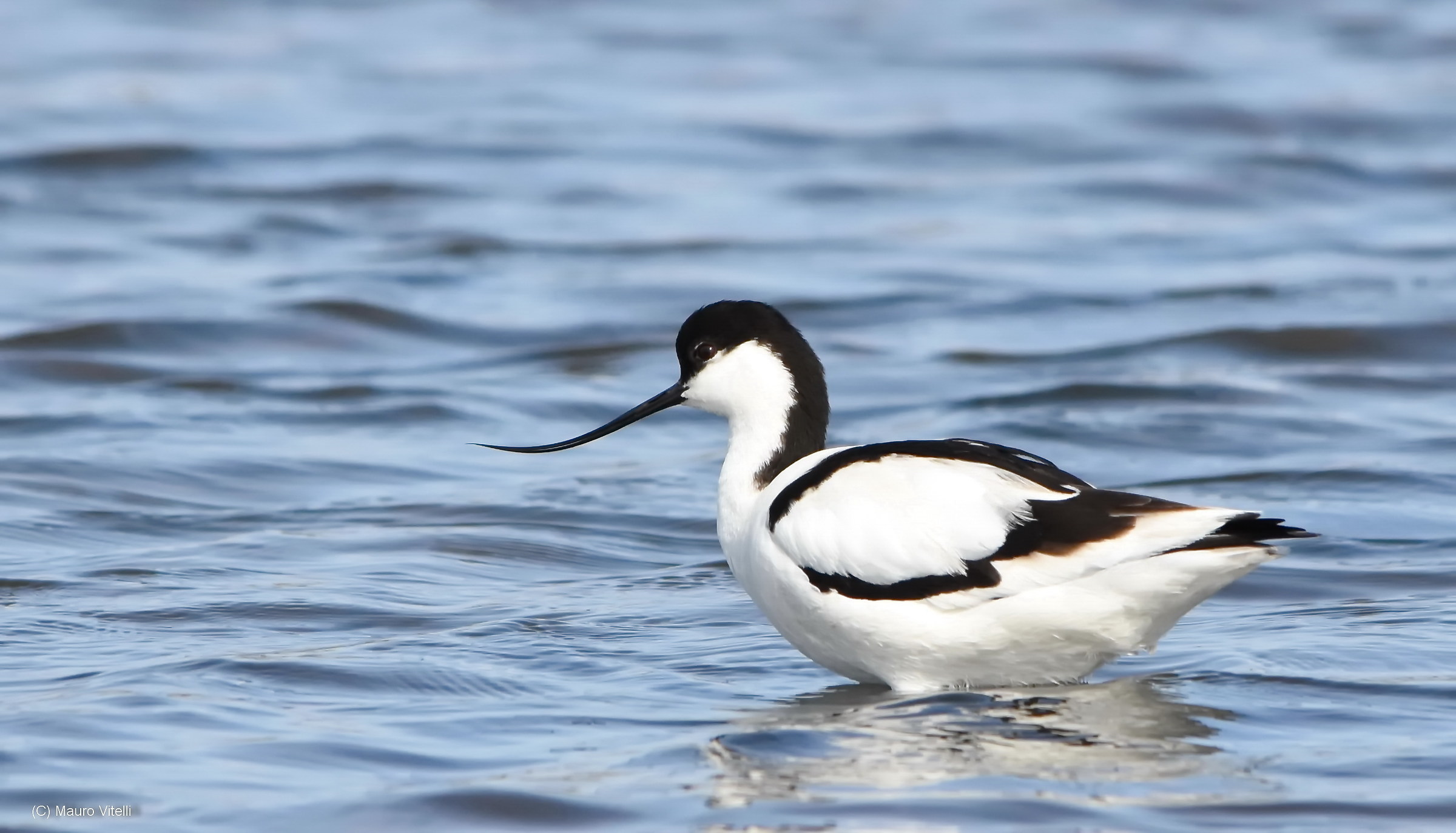 avocet