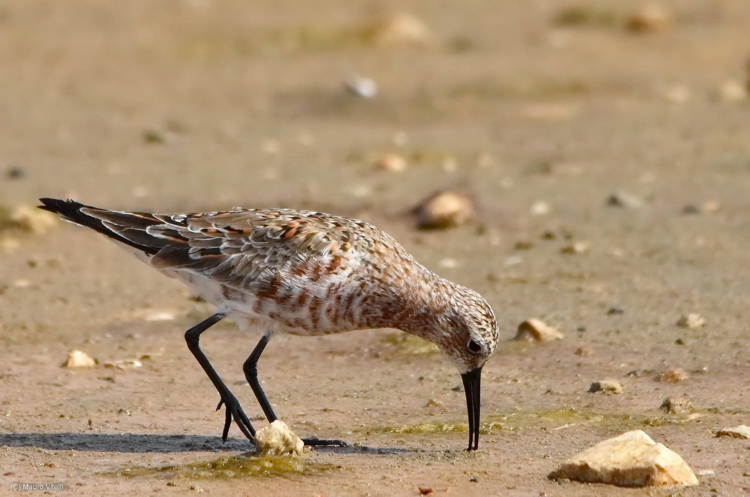 common sandpiper