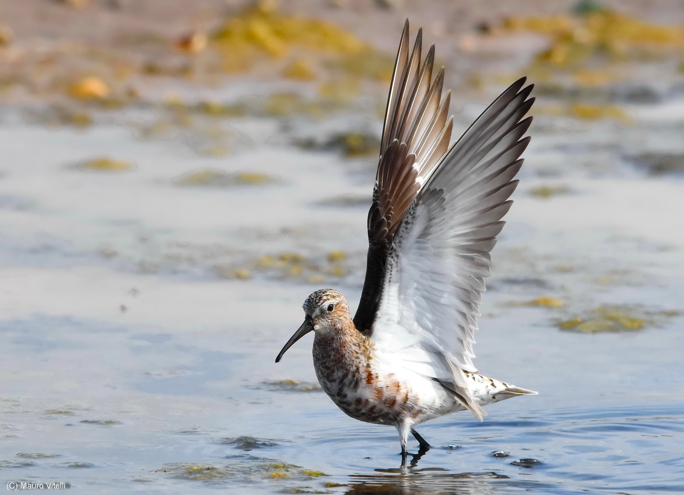 common sandpiper