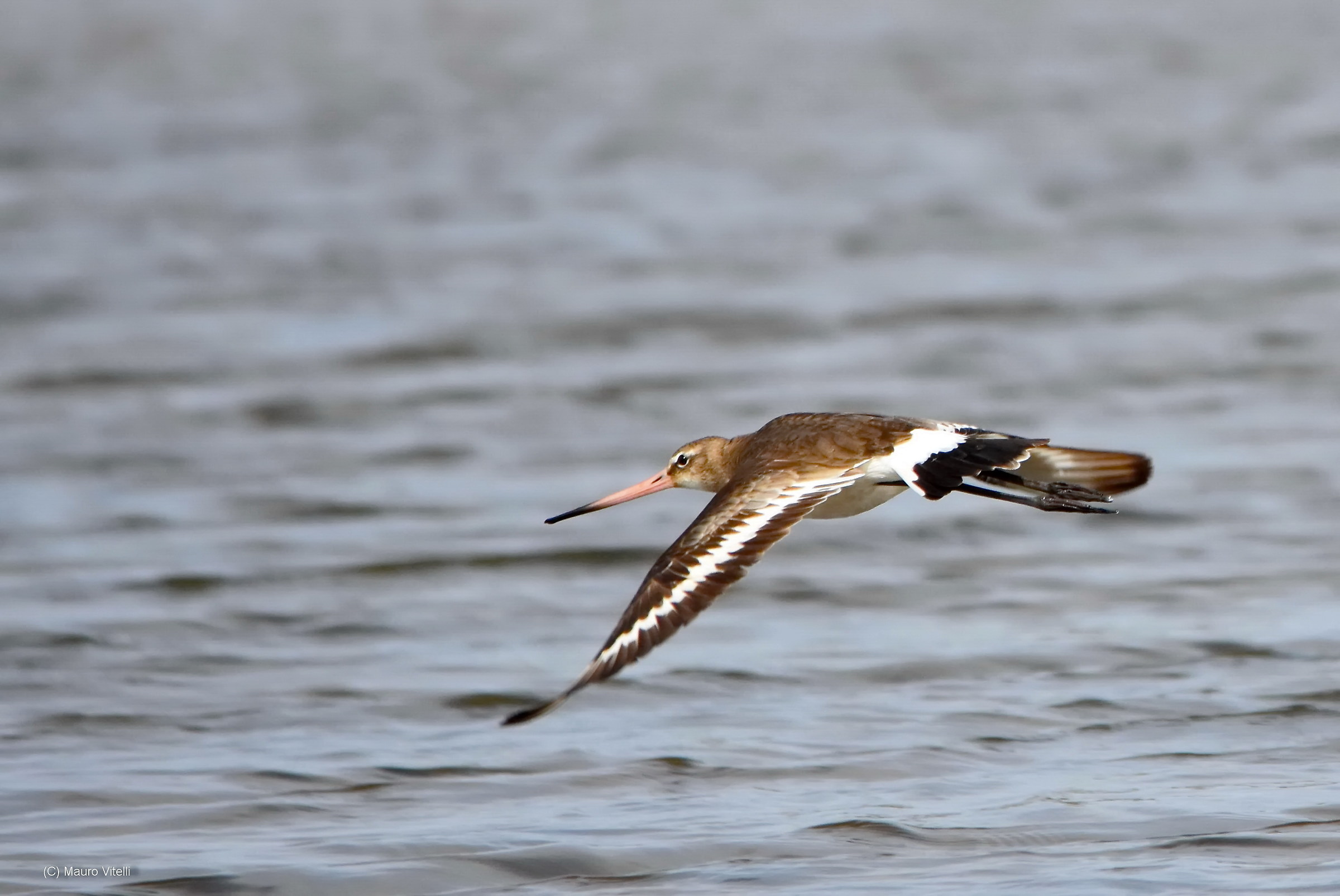 Godwit dell'Huston (Hudsonian Godwit)