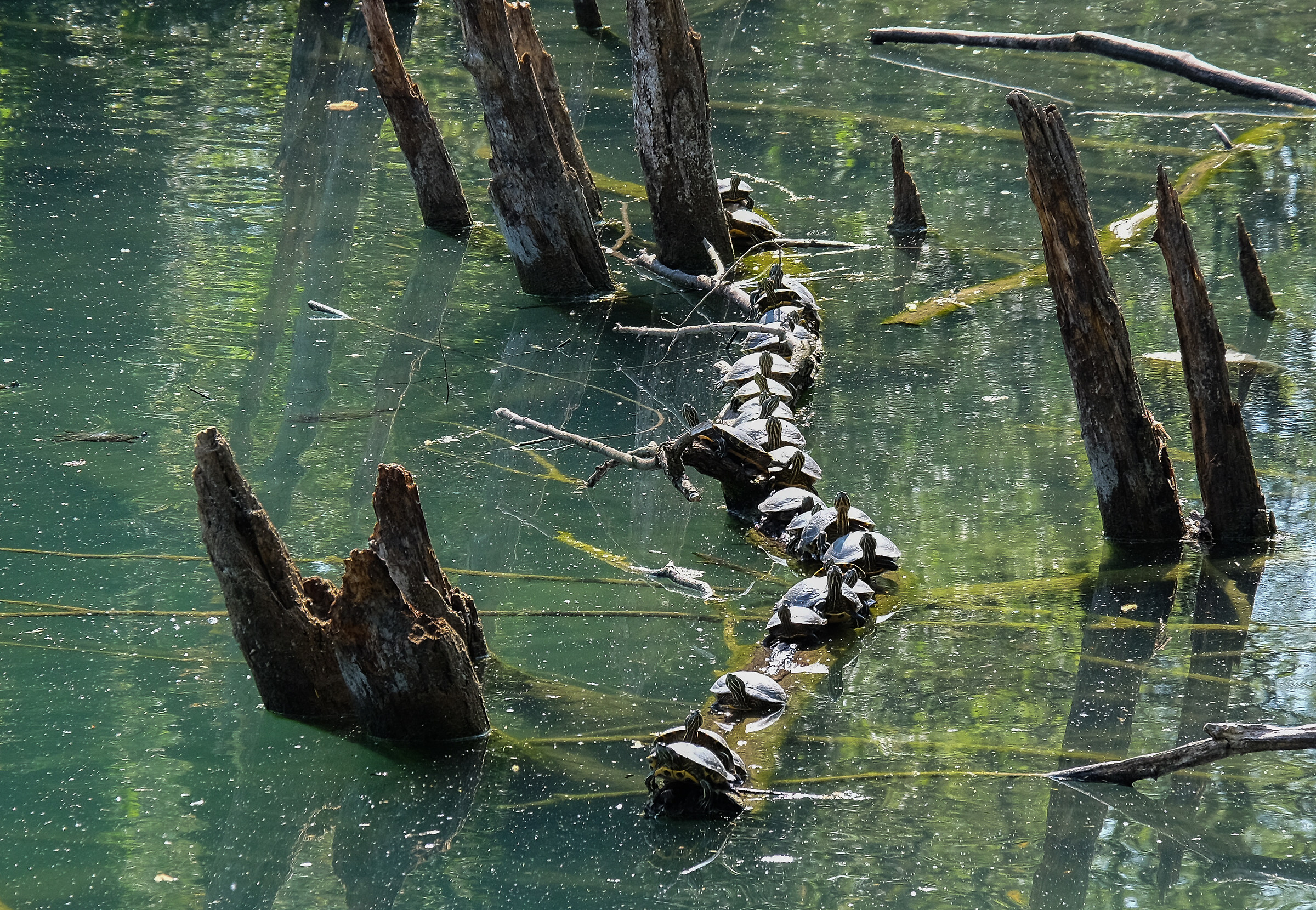 Tutti con la testa in su'