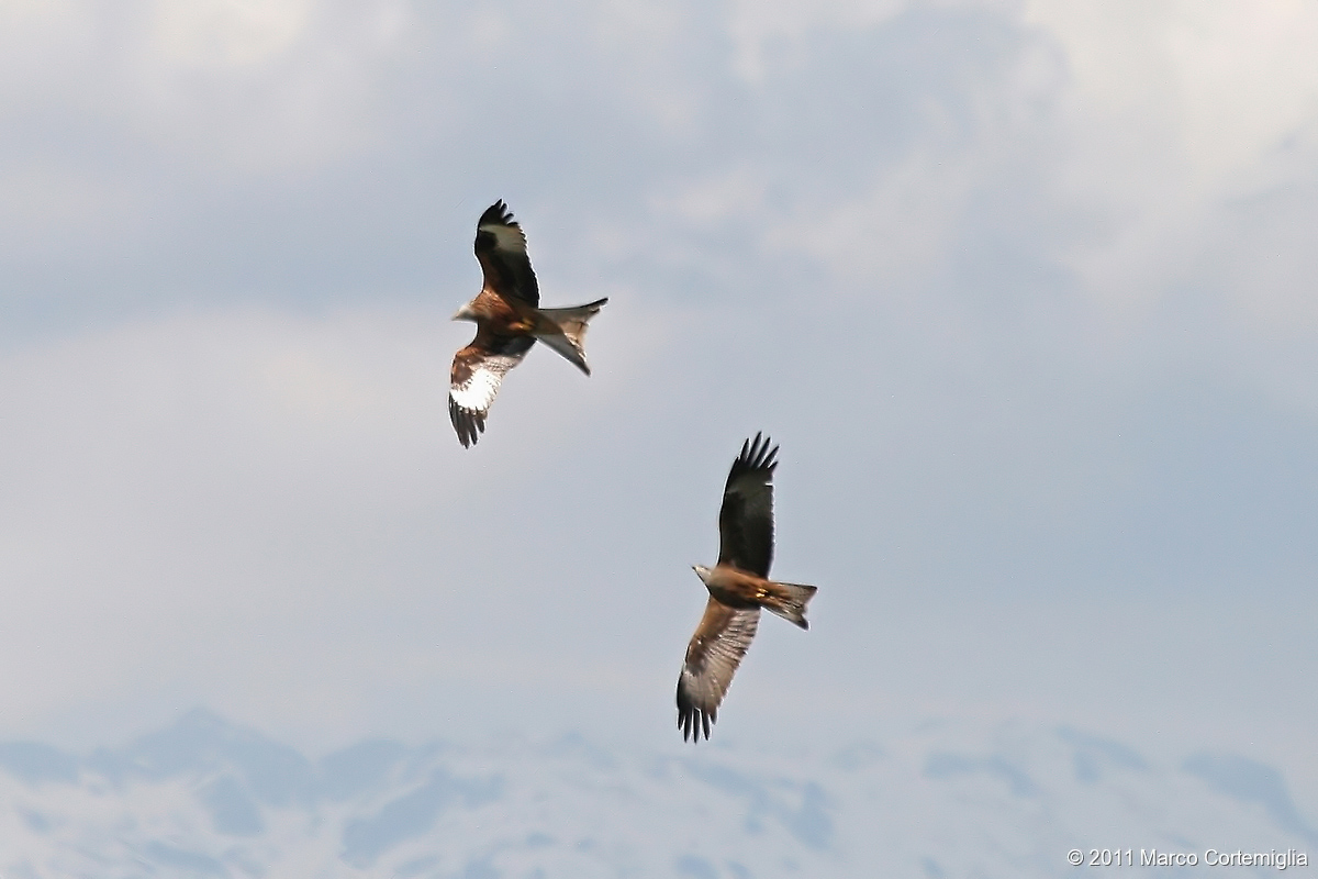 Milvus milvus vs Milvus migrans