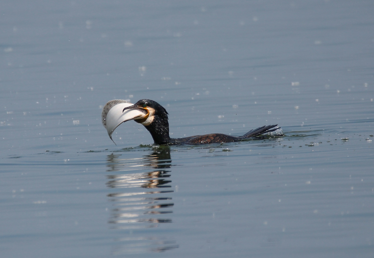 Sù entra e non fare storie