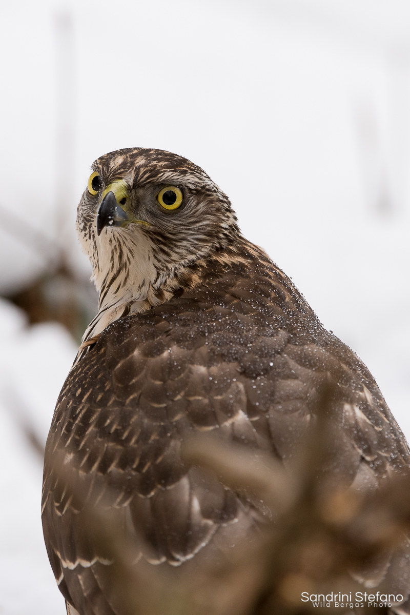 A Predator's Portrait