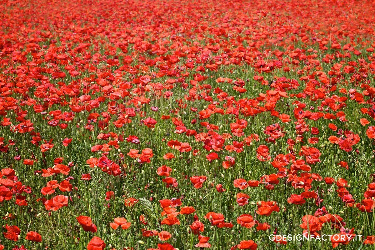 Poppy field