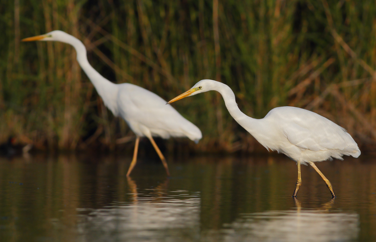 white heron