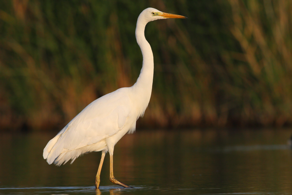 white heron