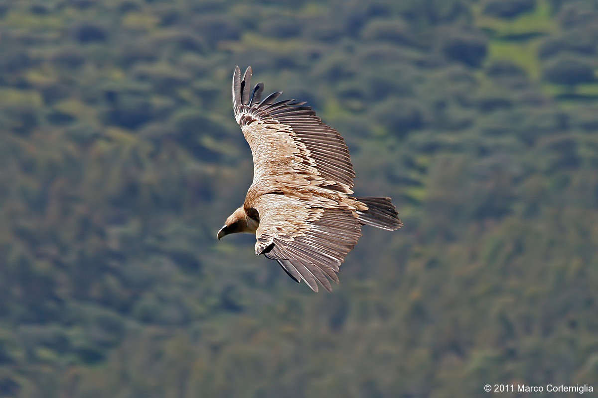 Grifone (Gyps fulvus)
