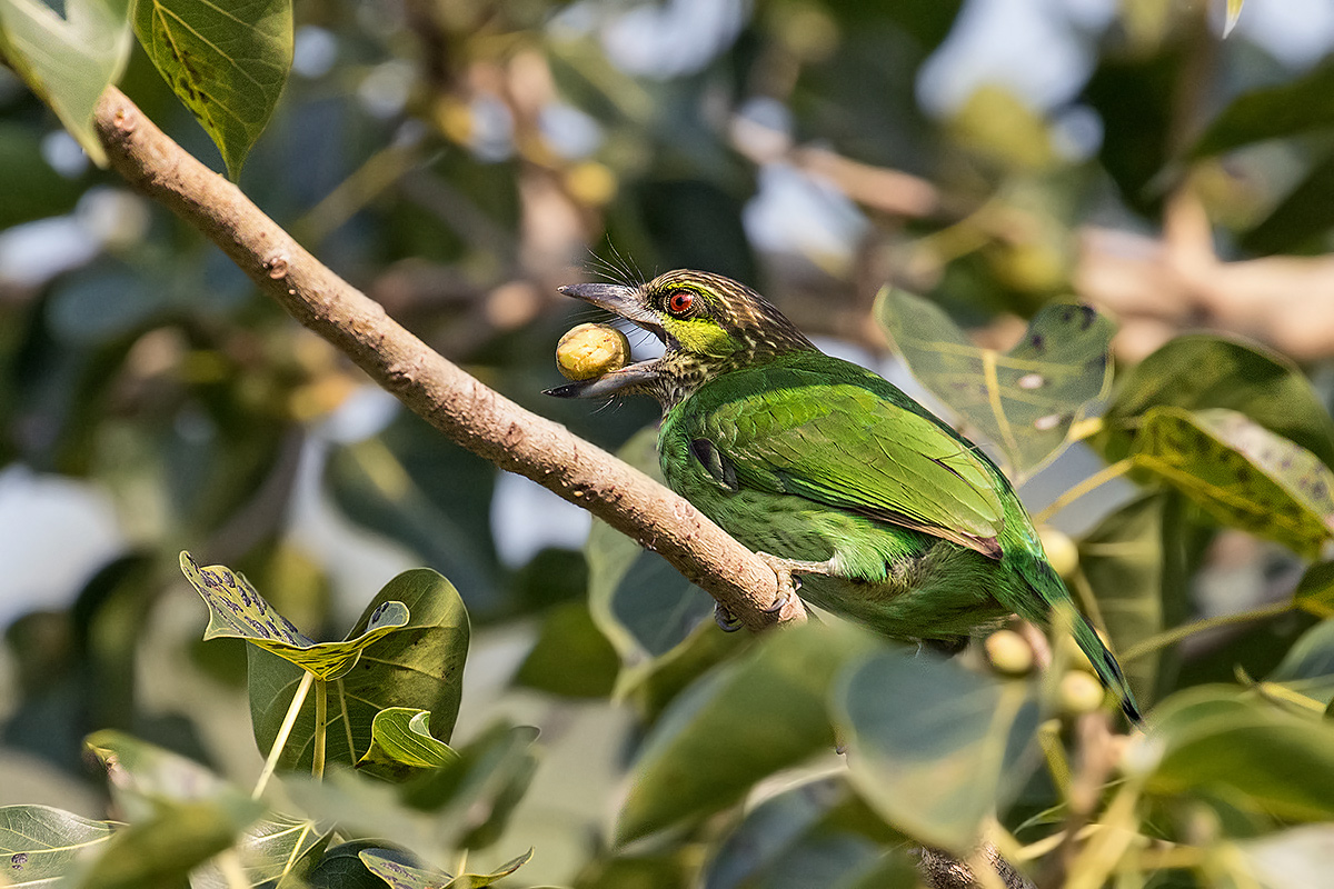 la colazione del Barbetto