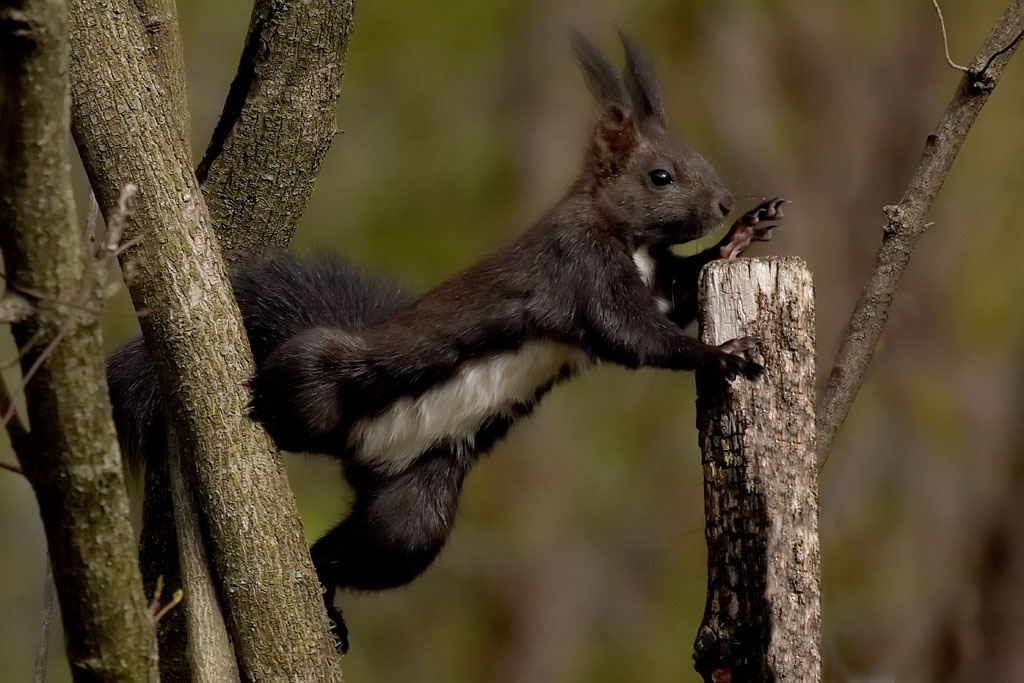 scoiattolo equilibrista