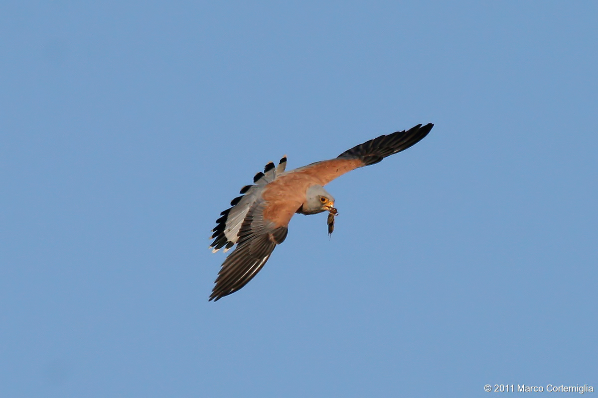 Grillaio (Falco naumanni)