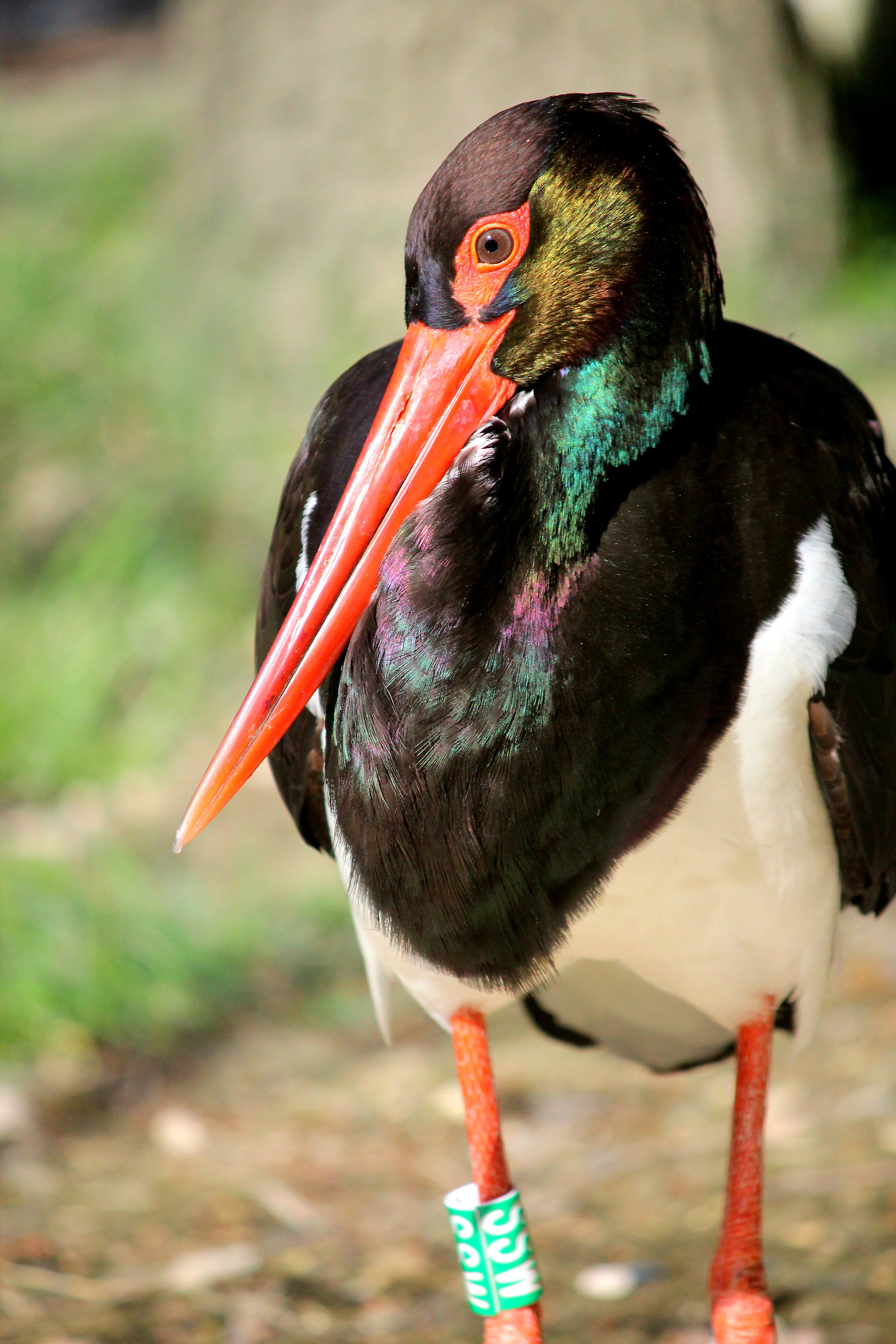 Black Stork
