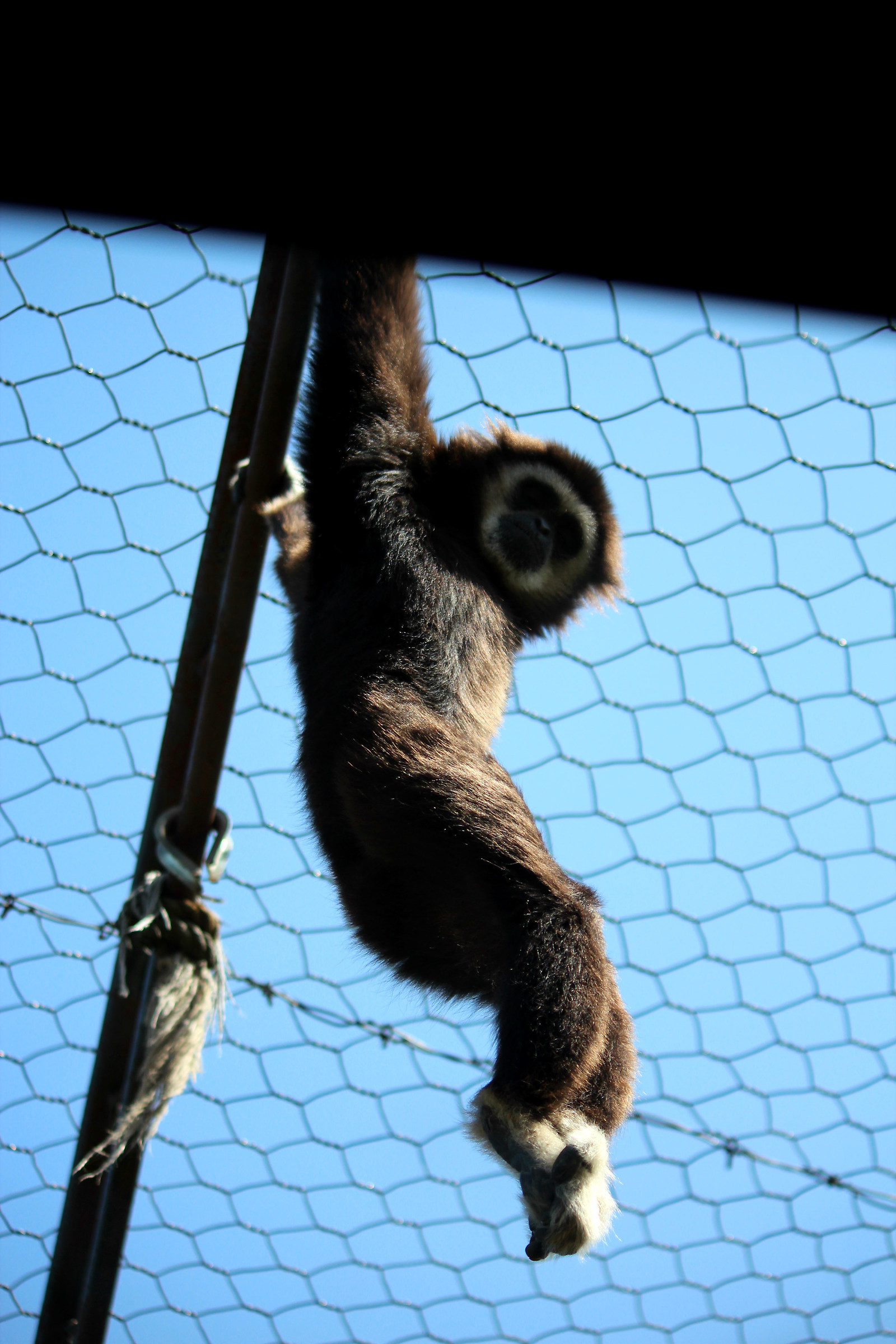 White Handed Gibbon