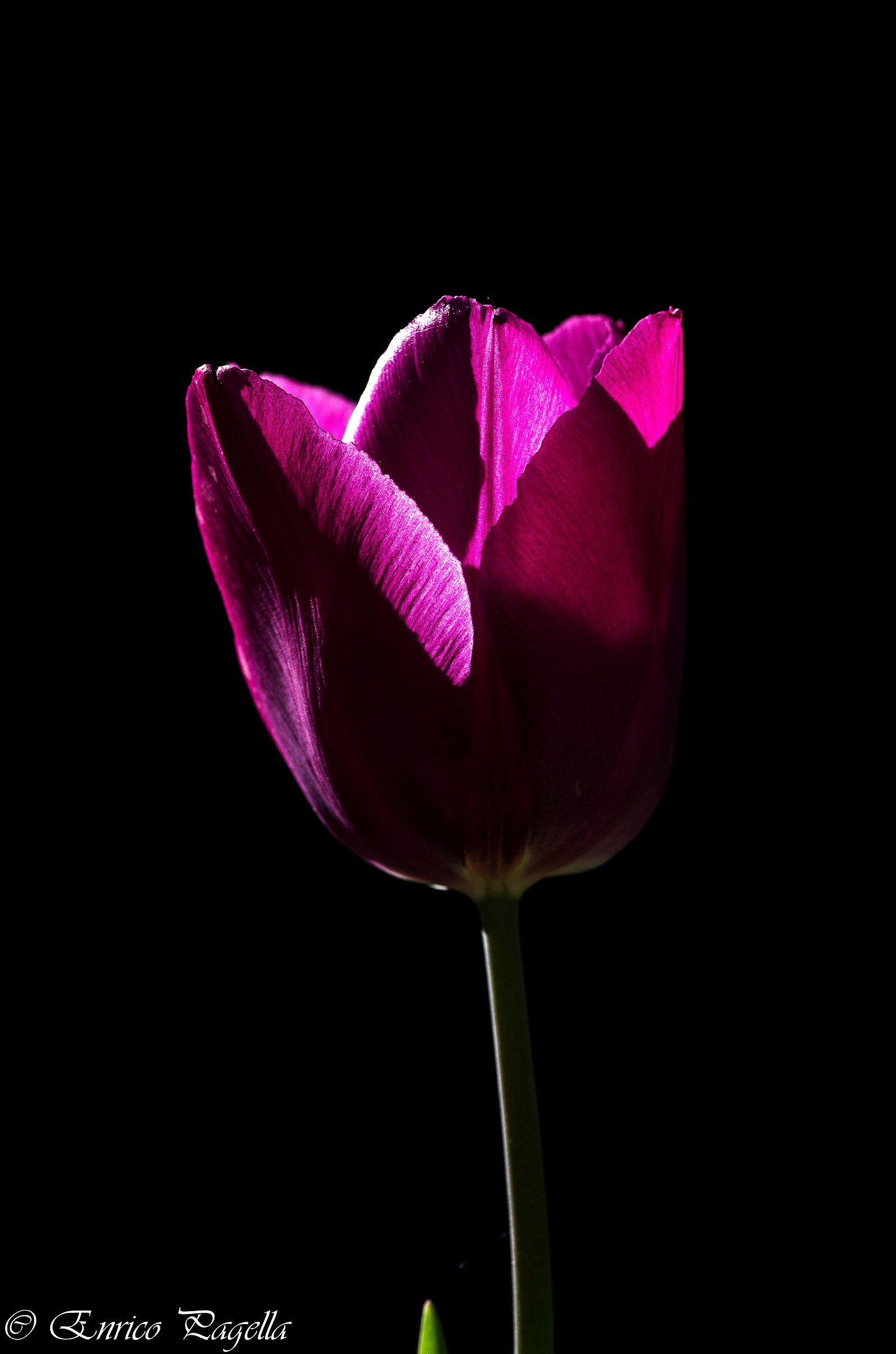 a Tulip