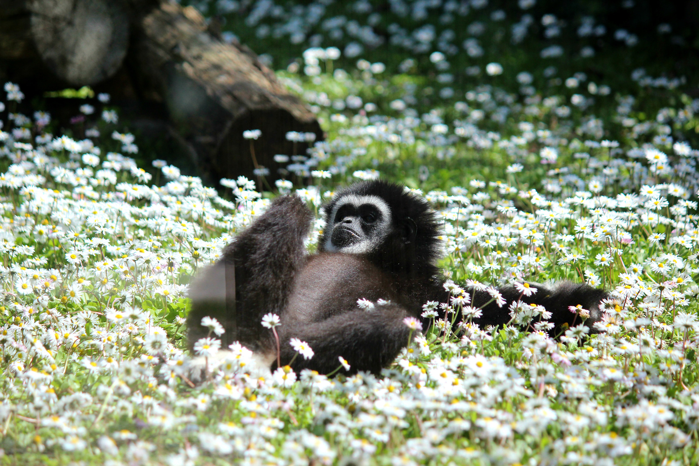 White Handed Gibbon