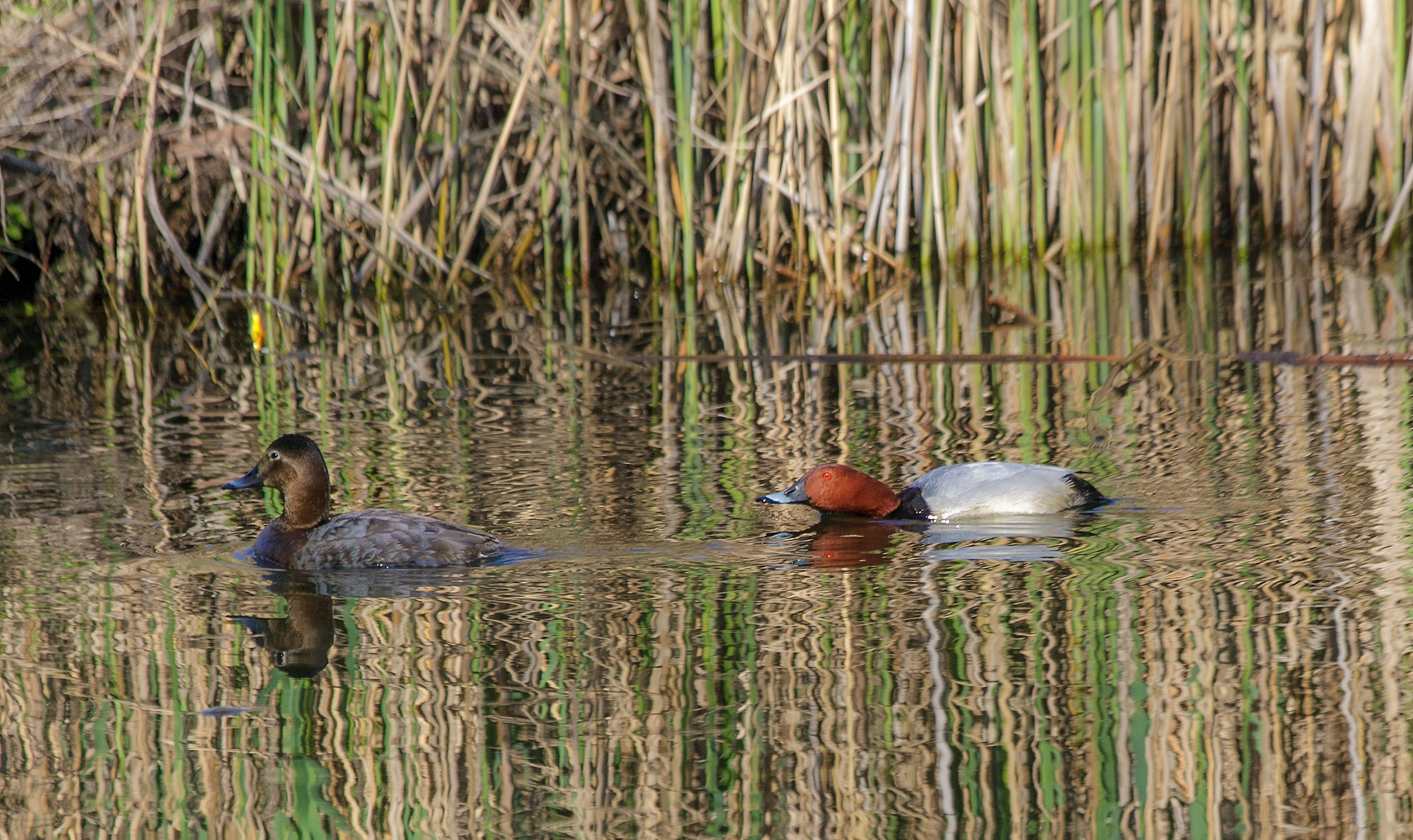 Courtship in progress