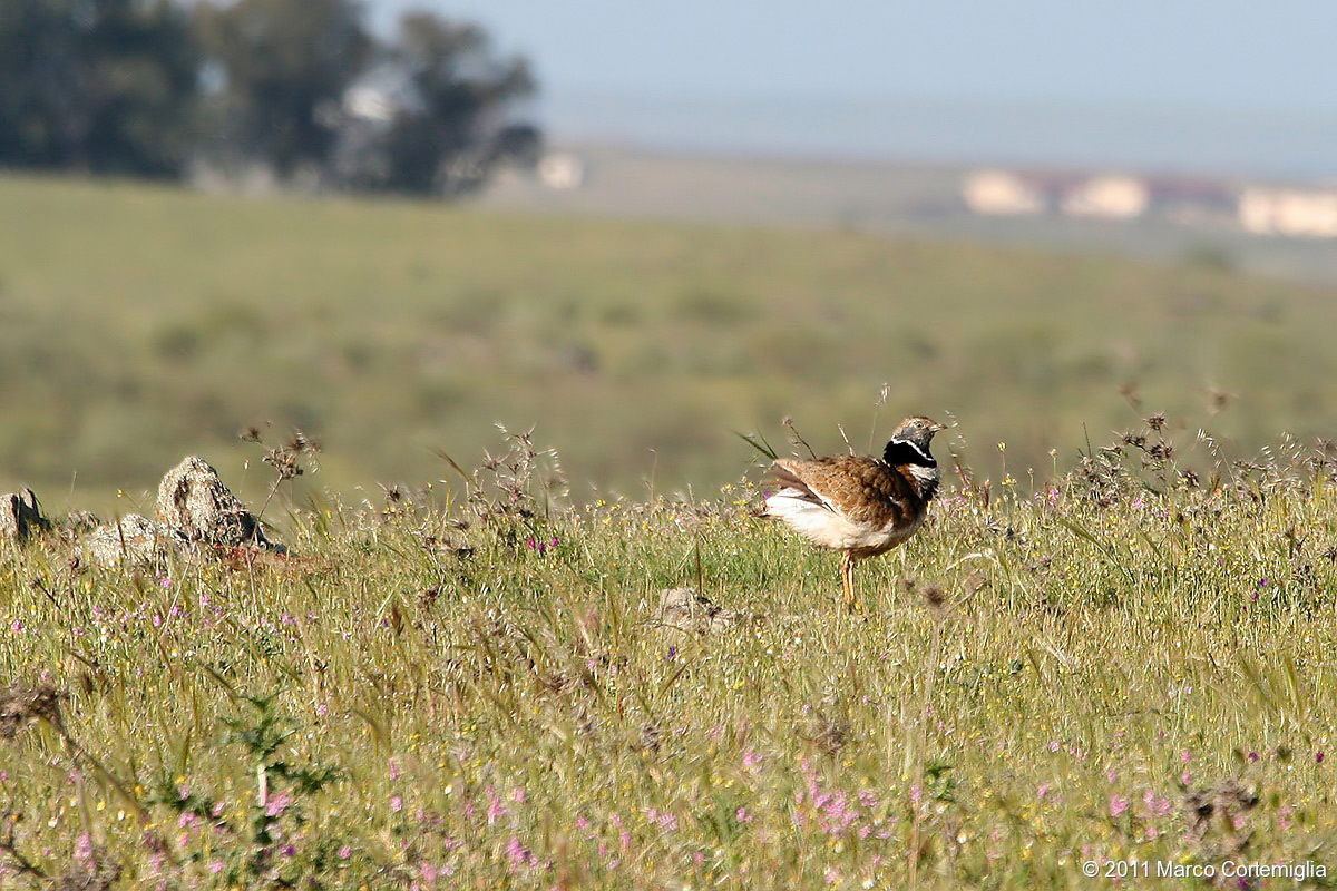 Gallina prataiola (Tetrax tetrax)
